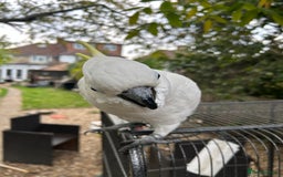 Cockatoo birds for sale: Wonderful Recco the cockatoo aged 6 yrs  - Image 4