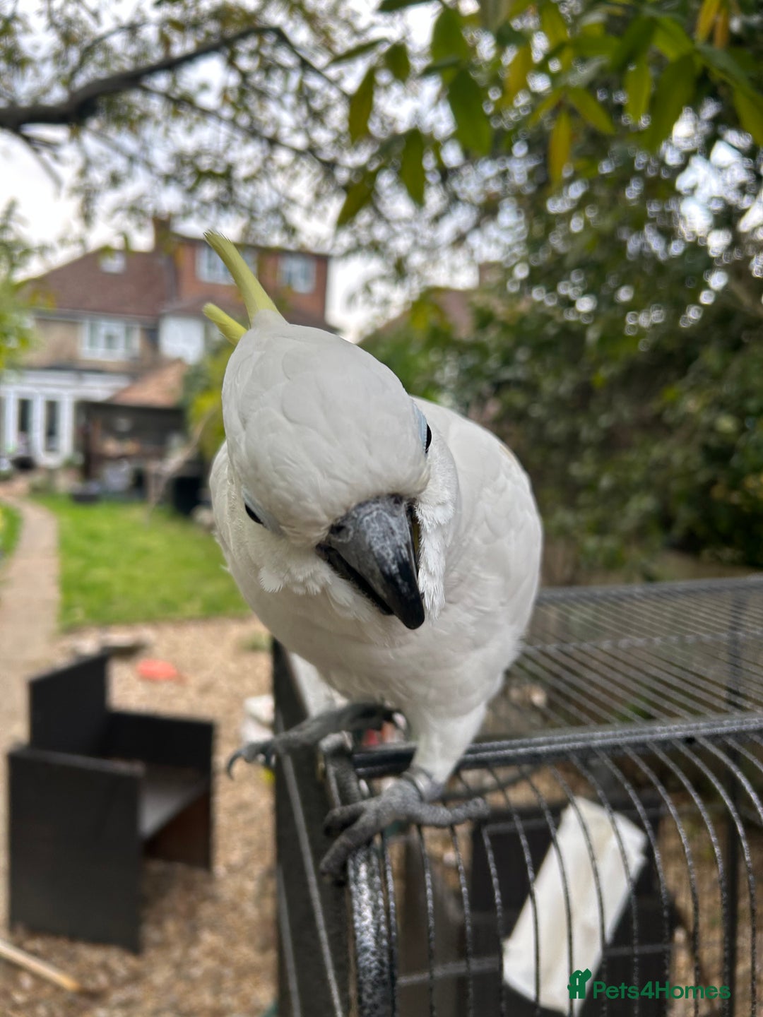 Cockatoo birds for sale: Wonderful Recco the cockatoo aged 6 yrs  - Image 4