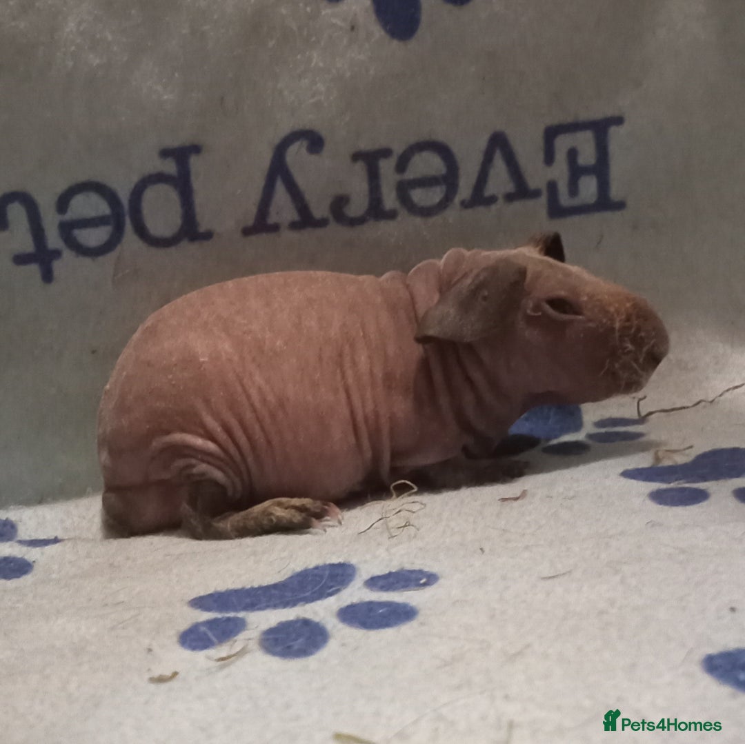 Guinea Pig rodents for sale: Skinnys - Werewolfs & Lakelands (Skinny Carriers - Image 2
