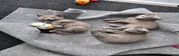 Russian Blue cats for sale: GCCF Registered Russian Blue Kittens in Tredegar - Advert 28