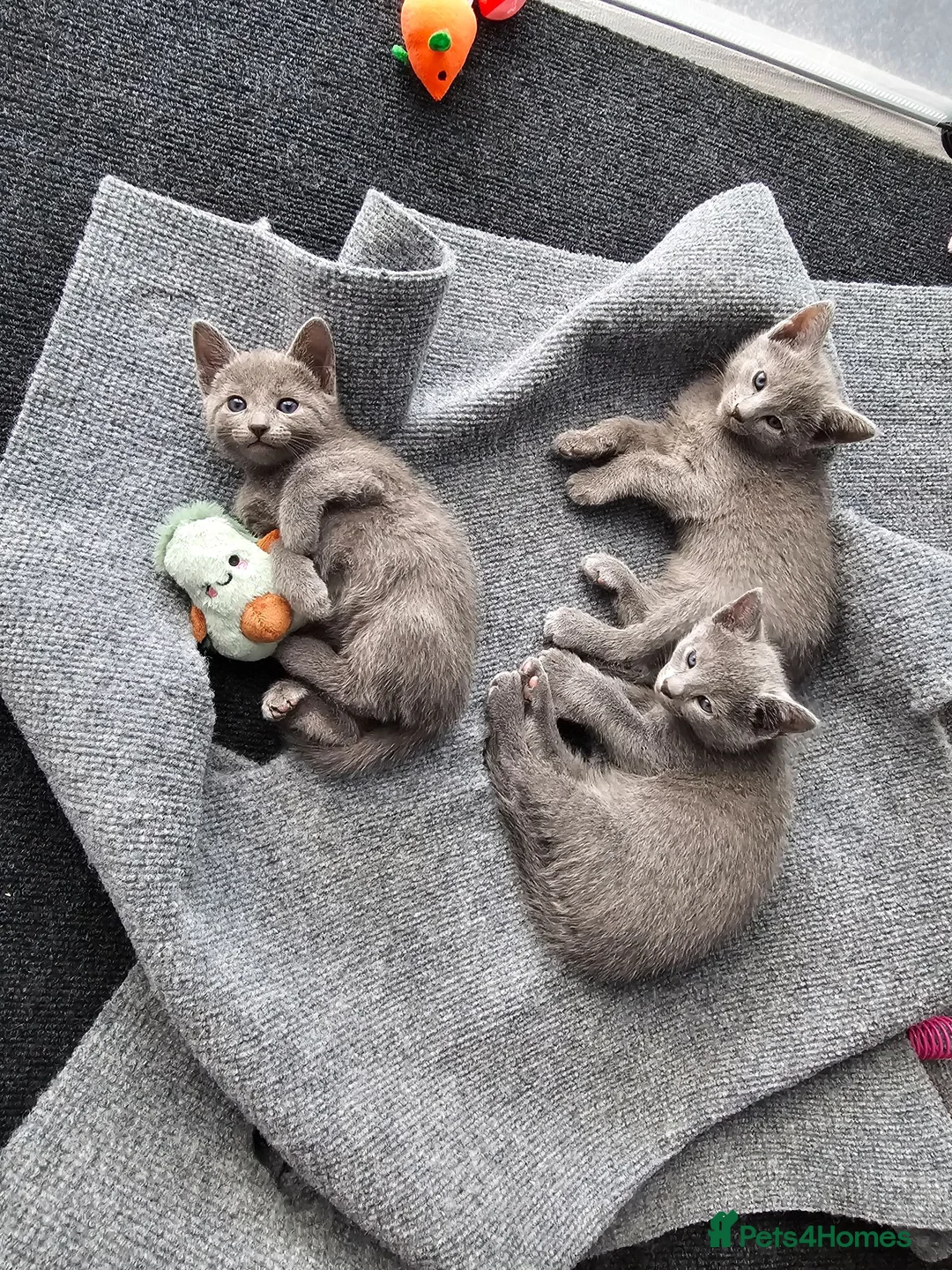 Russian Blue cats for sale: GCCF Registered Russian Blue Kittens in Tredegar - Advert 28