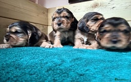 Cocker Spaniel dogs for sale: Sable Cocker Spaniels  - Image 1