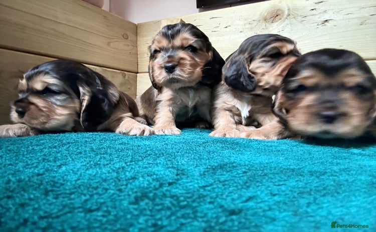 Cocker Spaniel dogs - Advert 2