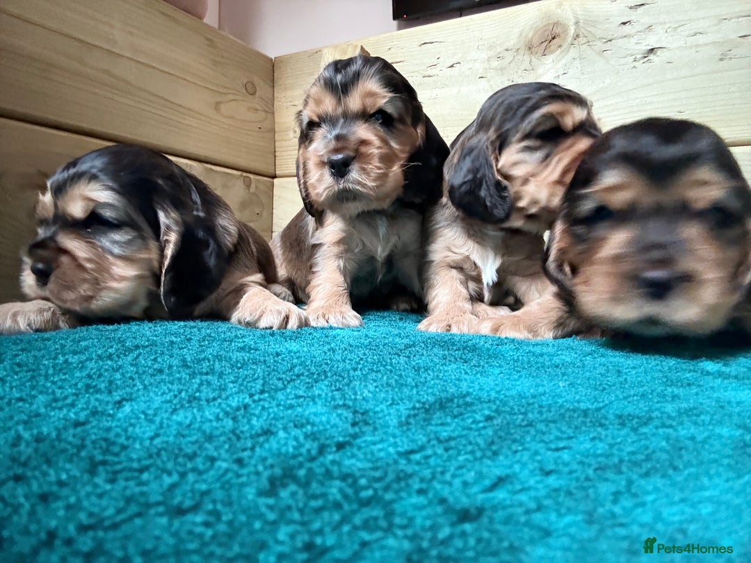 Cocker Spaniel dogs for sale: Sable Cocker Spaniels  - Image 1