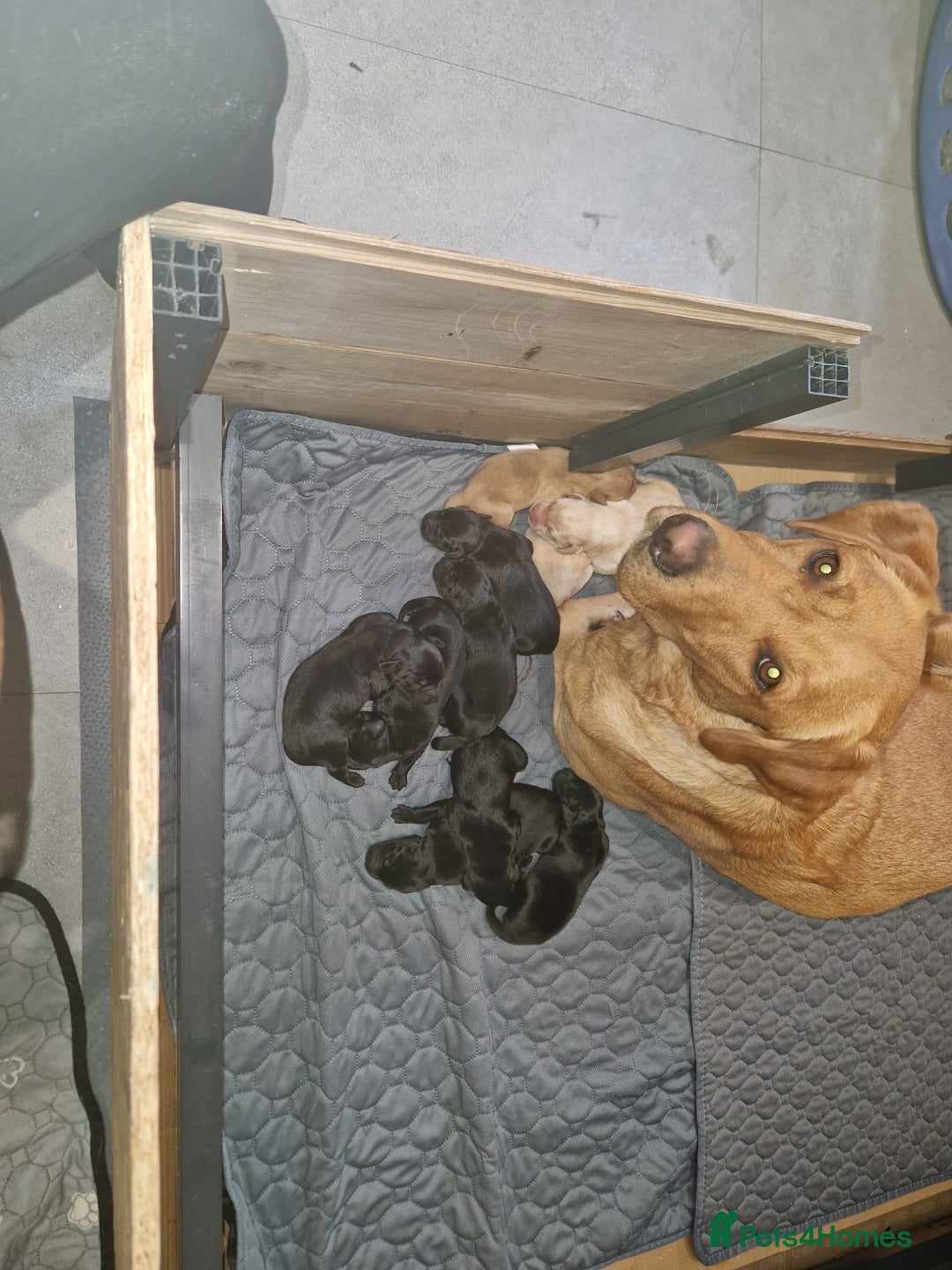 Labrador Retriever dogs for stud: Chocolate Labrador for stud PROVEN in Shrewsbury - Image 9