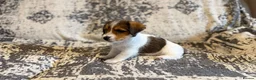 Jack Russell dogs for sale: Jack Russel puppies in Manchester - Advert 15