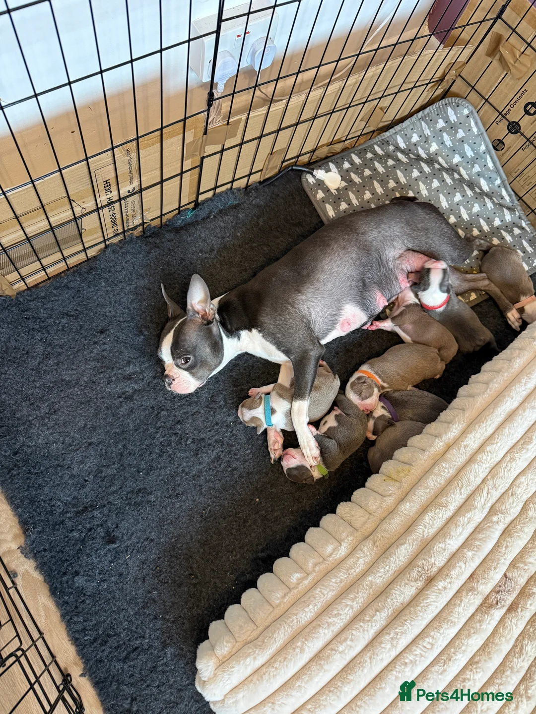 Boston Terrier dogs for sale: Boston Terrier Puppies  in Bude - Advert 2