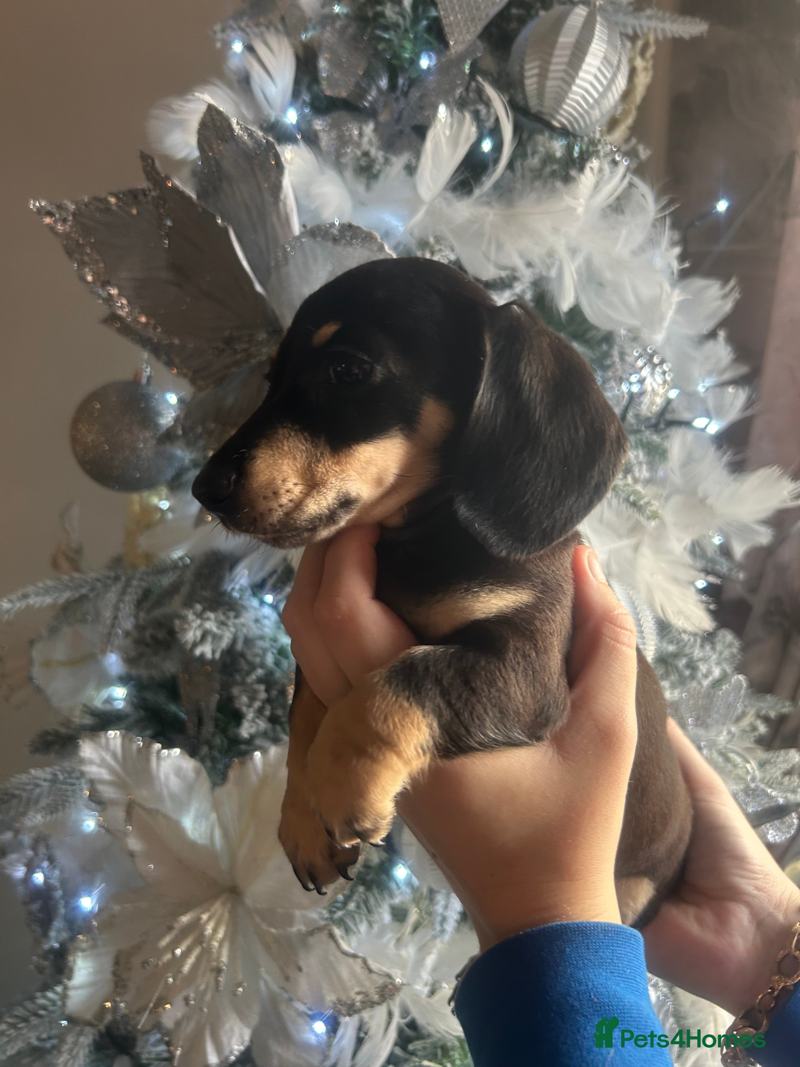 Miniature Dachshund dogs Miniature dachshund - Advert 8