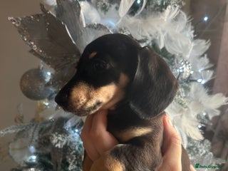 Miniature Dachshund dogs Miniature dachshund - Advert 8