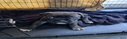 Cane Corso dogs for sale: Corso Mastiff Puppies  - Advert 9