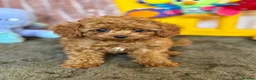Cavapoo dogs for sale: Adorable teddy bear toy cavapoo health checked - Advert 25