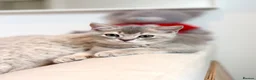 Scottish Fold cats for sale: Beautiful Scottish kitties are looking for a home  - Advert 23