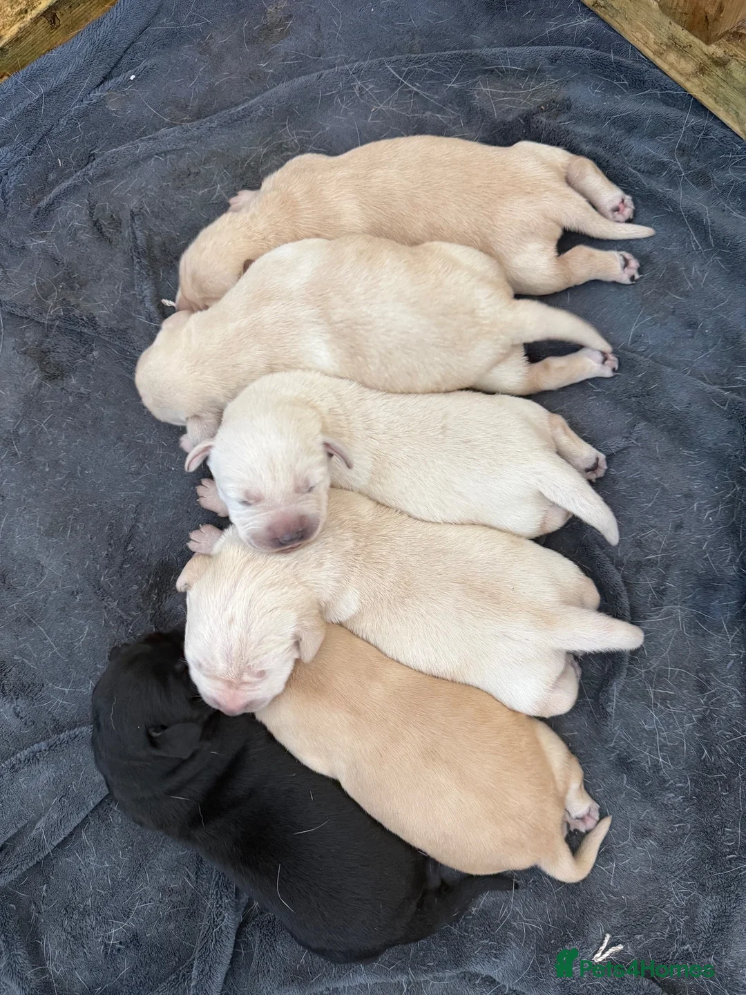 Labrador Retriever dogs for sale: Gorgeous chunky Labrador puppies  in Bungay - Advert 3