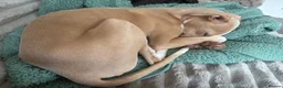 Italian Greyhound dogs for sale: Cream /fawn Italian greyhound boy - Advert 7