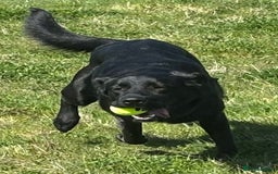 Mixed Breed dogs for sale: Luna, 17 month old german shepherd x lab - Image 5