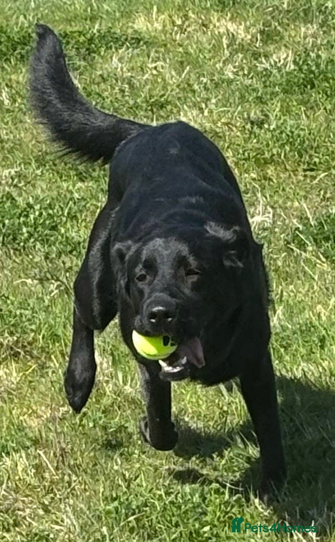 Mixed Breed dogs for sale: Luna, 17 month old german shepherd x lab - Image 5