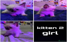 Ragdoll cats for sale: 4 Ragdoll Beauties  - Image 2