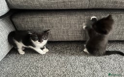Mixed Breed cats for sale: Kittens half Russian blue  - Image 12