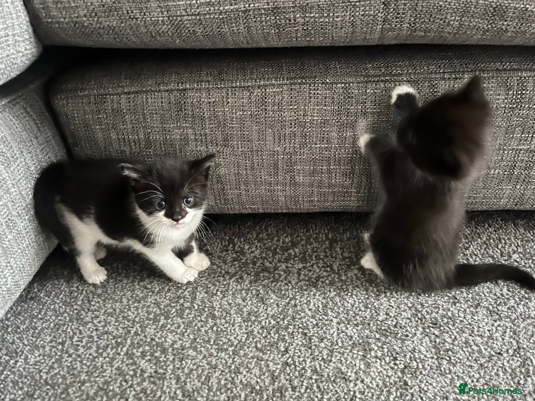 Mixed Breed cats for sale: Kittens half Russian blue  - Image 12