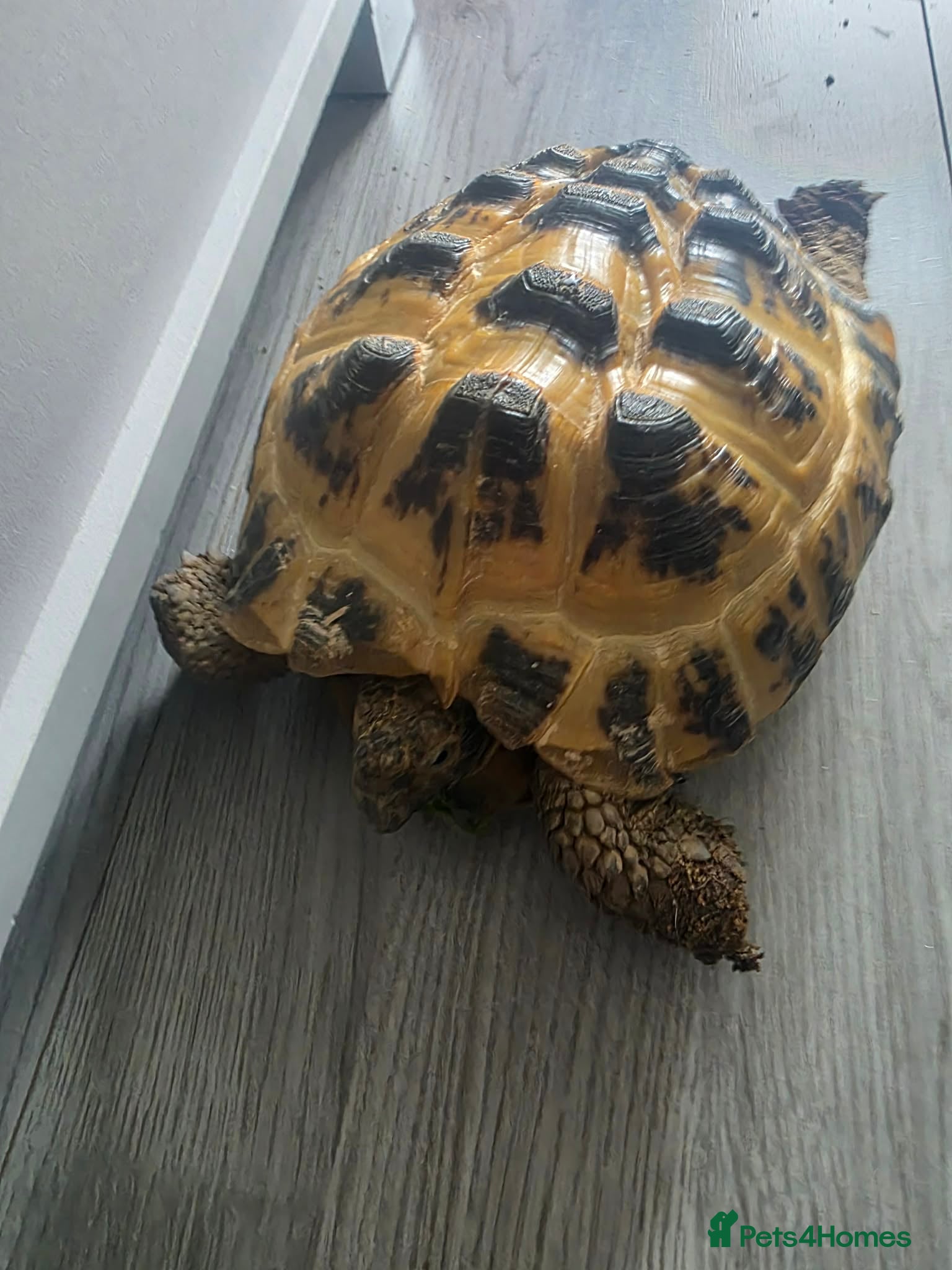 Tortoise reptiles Horsefield tortoise  - Advert 3