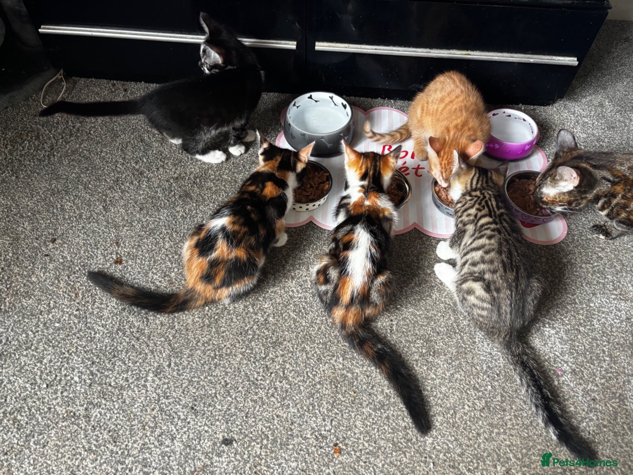 Mixed Breed cats 5 kittens for sale - Advert 1