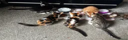 Mixed Breed cats for sale: 5 kittens for sale in St Albans - Advert 1