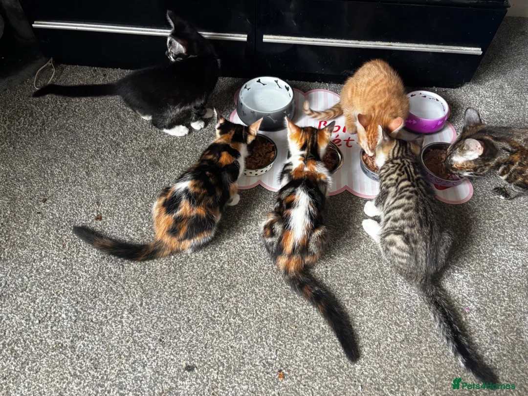 Mixed Breed cats for sale: 5 kittens for sale in St Albans - Advert 1