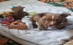 American Bully dogs for sale: Lovely pocket bully pup - Advert 8