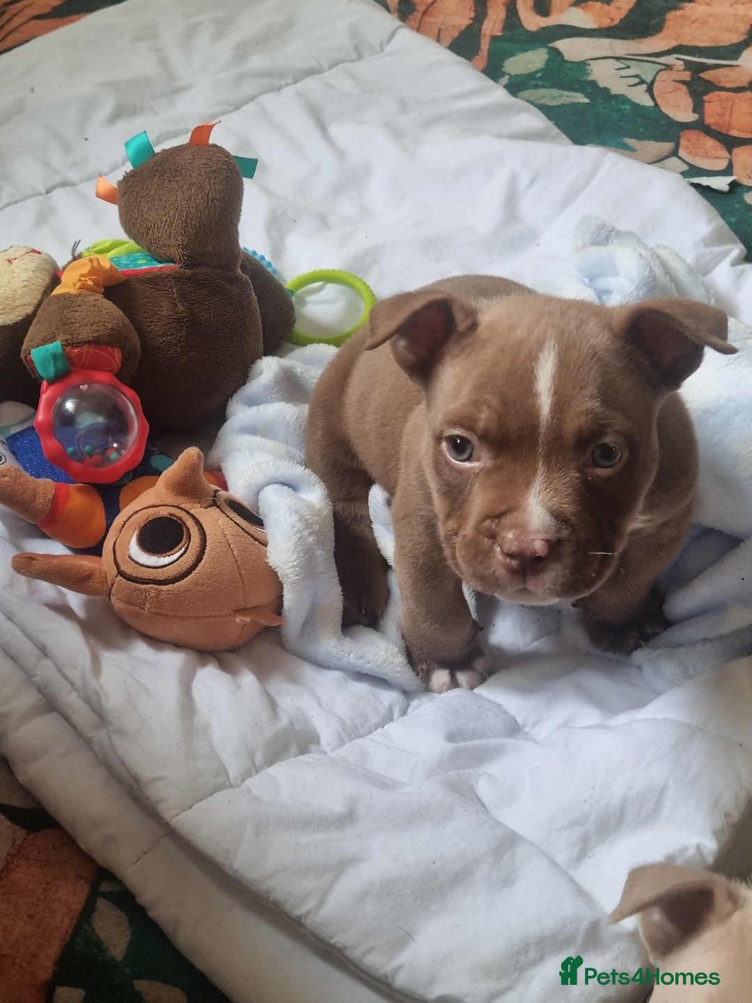 American Bully dogs for sale: Lovely pocket bully pup - Advert 8