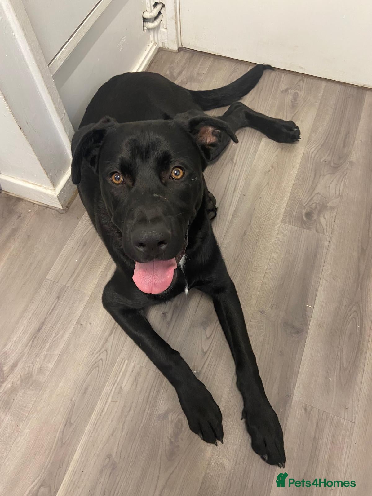 Mixed Breed dogs German shepard x rottie 7 months - Advert 5