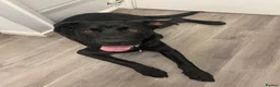 Mixed Breed dogs for sale: German shepard x rottie 7 months - Advert 1