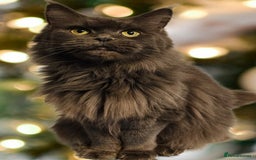 Maine Coon cats for sale: Maine Coon girls - Image 8