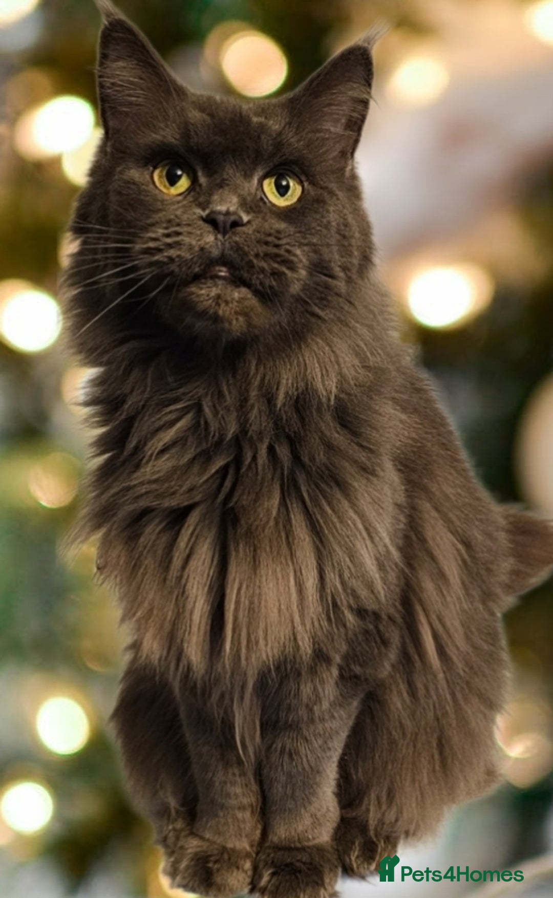 Maine Coon cats for sale: Maine Coon girls - Image 8