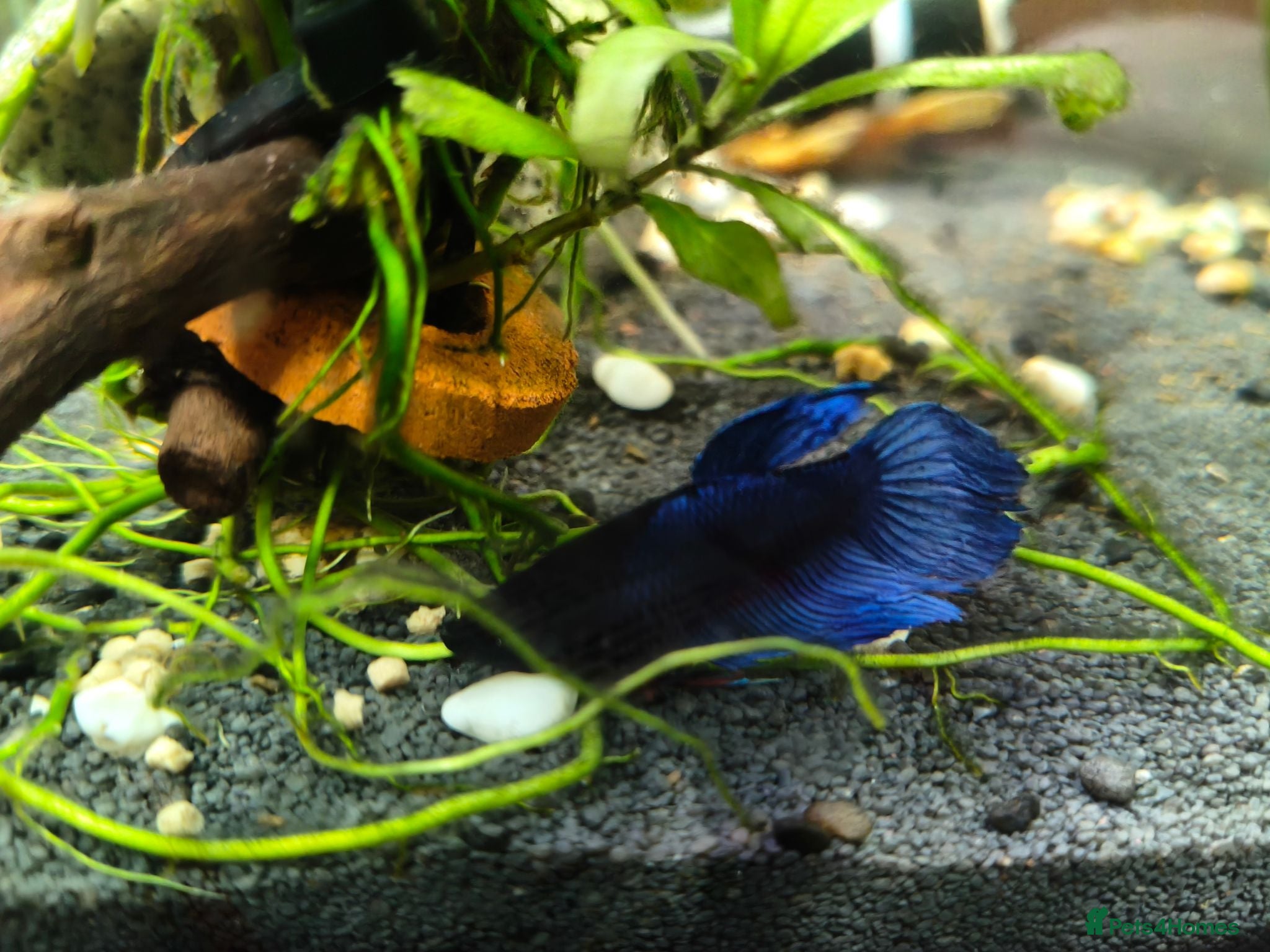Bettas fish Bettas / Fighters mix beautiful blues & tempered  - Advert 1