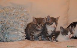 Mixed Breed cats for sale: 6 Adorable Playful Kittens for Sale - Image 8