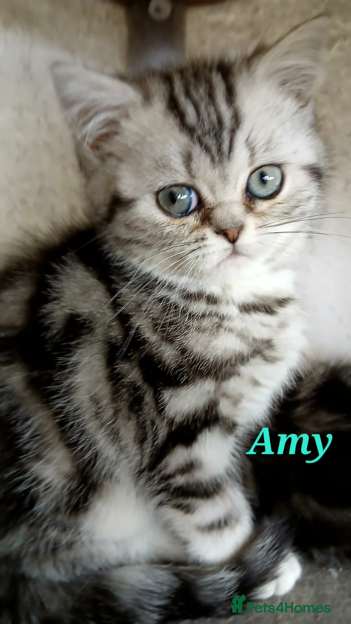 British Shorthair cats Bsh .Silver Classic Tabby. GCCF. - Advert 4