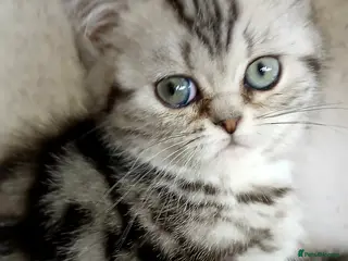 British Shorthair cats Bsh .Silver Classic Tabby. GCCF. - Advert 4