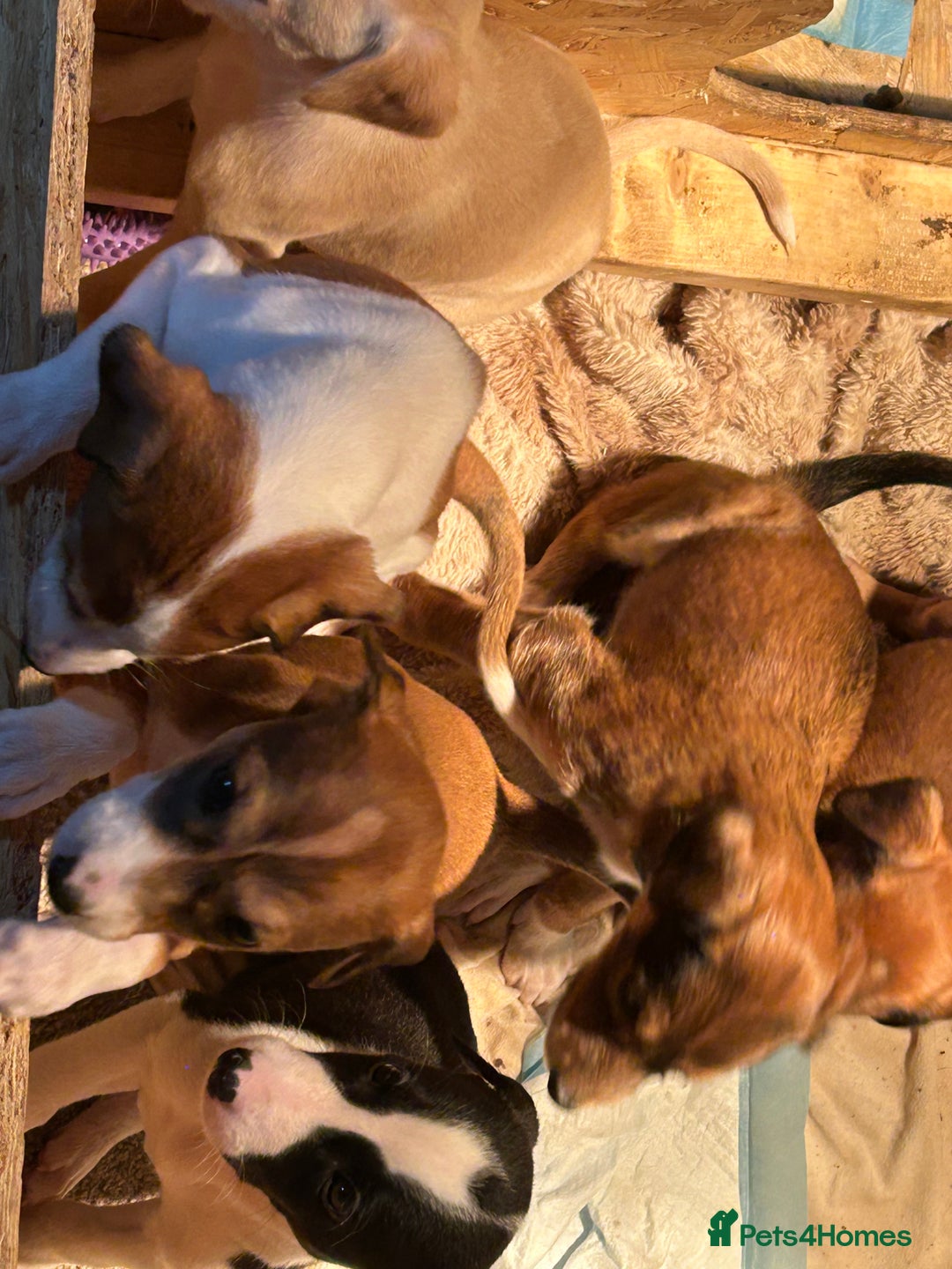 Mixed Breed dogs for sale: Saluki/bull grey hounds - Advert 6