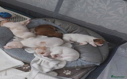 Jack Russell dogs for sale: Jack Russell puppies sale  - Image 3