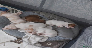 Jack Russell dogs - Advert 12