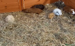 Guinea Pig rodents for sale: Baby guinea pigs  - Image 3