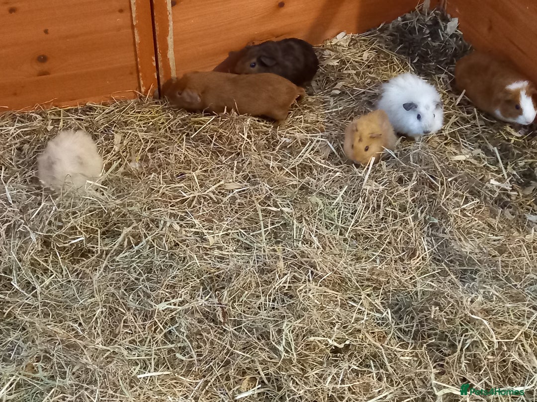 Guinea Pig rodents for sale: Baby guinea pigs  - Image 3