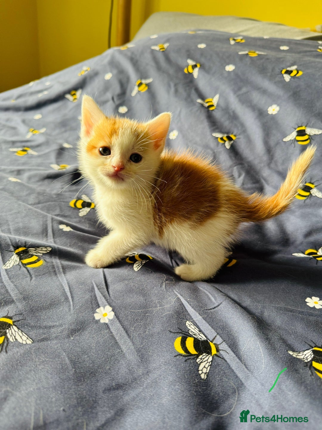 European cats for sale: 💖 Purr-fect Kittens Ready to Melt Your Heart! 😻 - Image 6