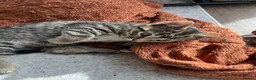 British Shorthair cats for sale: Tabby Kittens | 3 Available  in London - Advert 4
