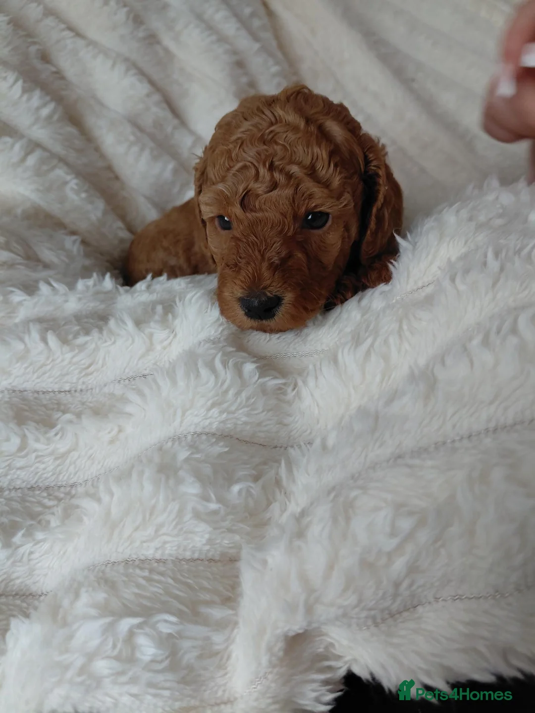 Cockapoo dogs for sale: Beautiful cockapoo puppies. - Advert 16