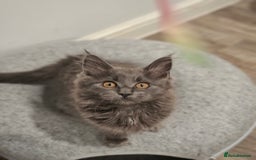 Maine Coon cats for sale: Pedigree mainecoon kittens in Newark - Image 1
