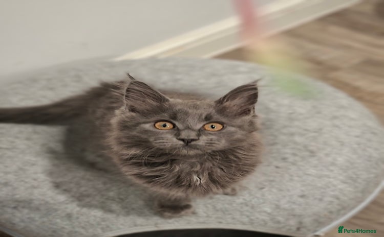 Maine Coon cats in Newark - Advert 1