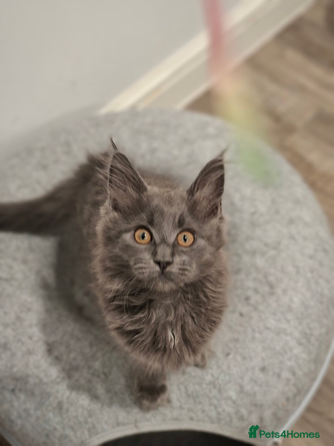 Maine Coon cats for sale: Pedigree mainecoon kittens in Newark - Image 1