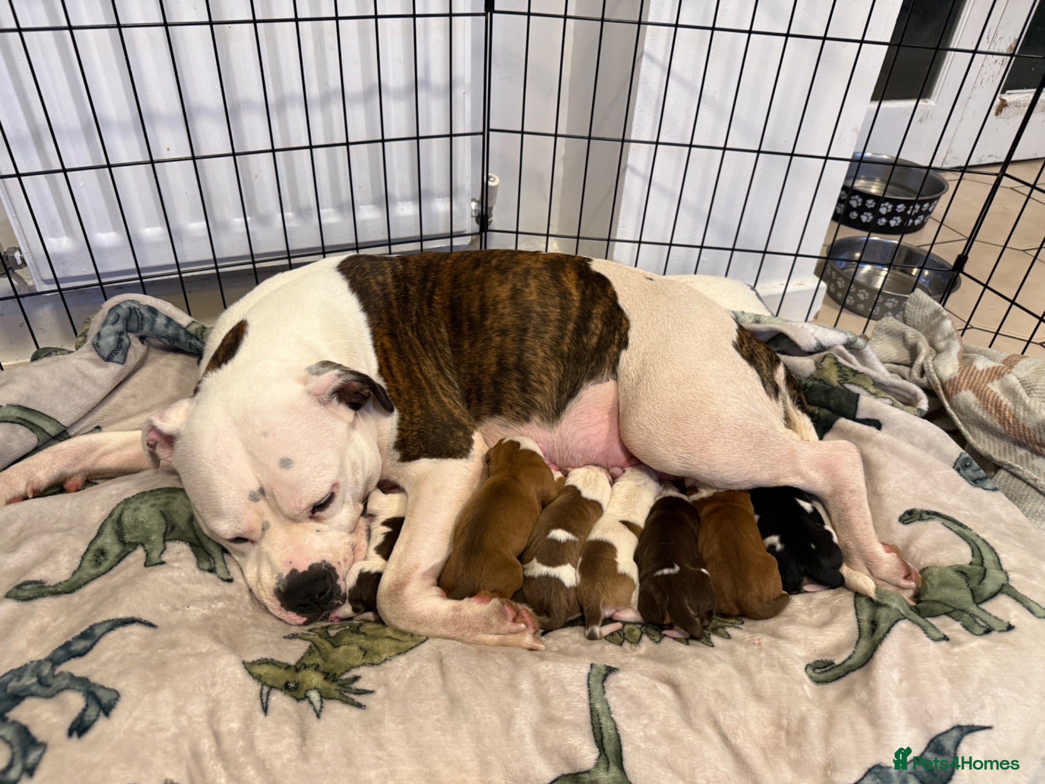 Mixed Breed dogs Old tyme American bullys - Advert 11