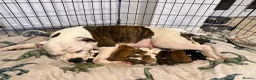 Mixed Breed dogs for sale: Old tyme American bullys - Advert 2